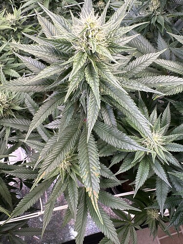 Growreport Bild 2