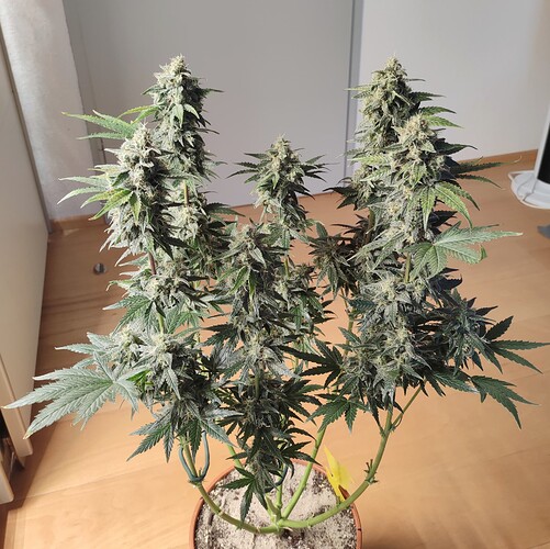 Growreport Bild 44