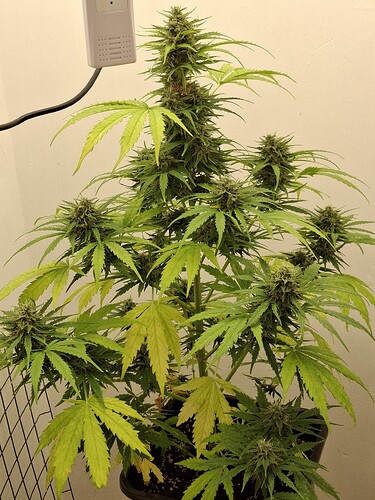 Growreport Bild 1