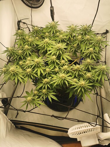 Growreport Bild 8