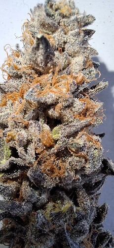 Growreport Bild 59