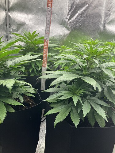 Growreport Bild 21