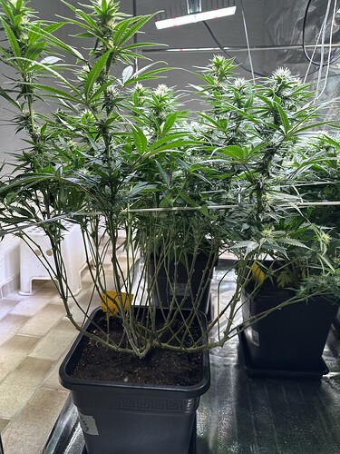 Growreport Bild 34