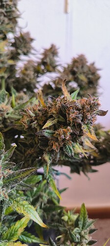 Growreport Bild 39