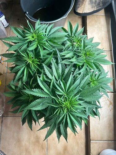 Growreport Bild 7