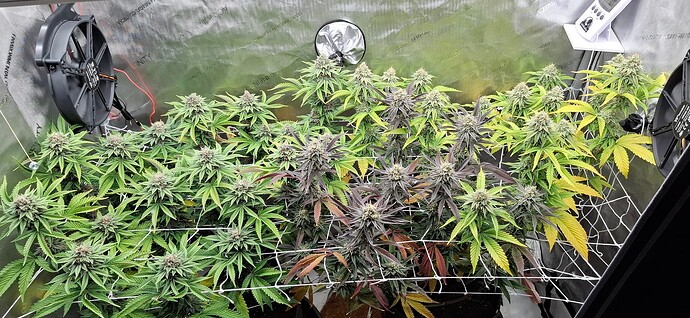 Growreport Bild 1