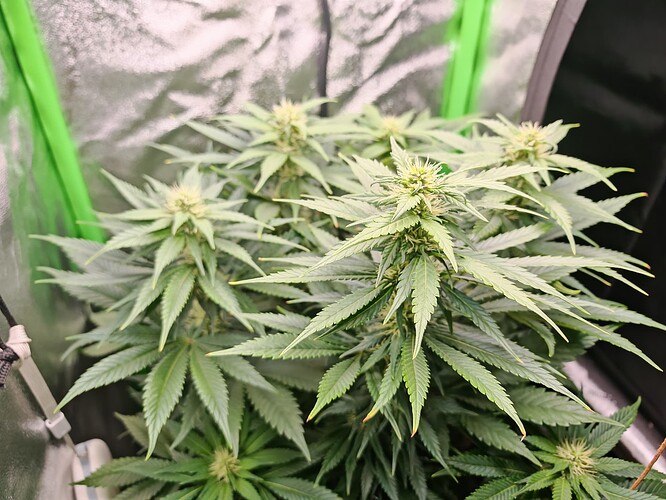 Growreport Bild 3