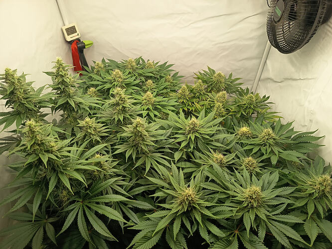 Growreport Bild 22
