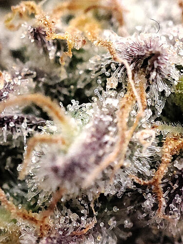 Growreport Bild 13