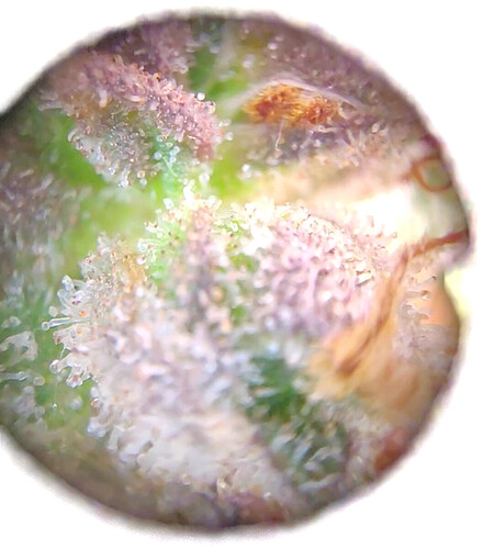 Growreport Bild 9