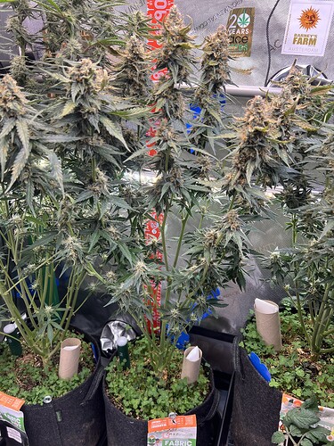 Growreport Bild 12