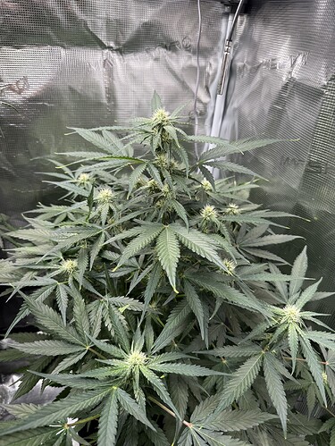 Growreport Bild 35