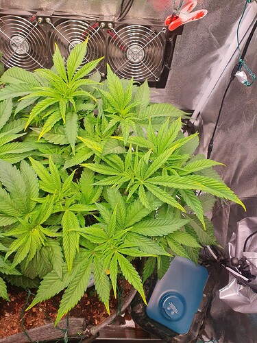 Growreport Bild 5