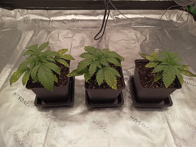 IMG_20240812_185256_920