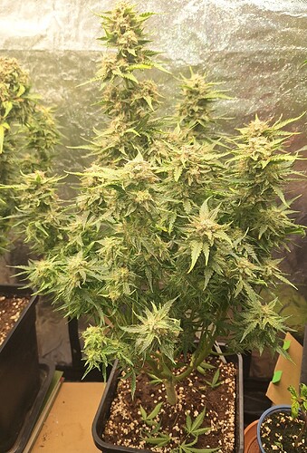 Growreport Bild 5