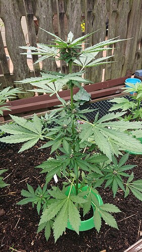 Growreport Bild 2