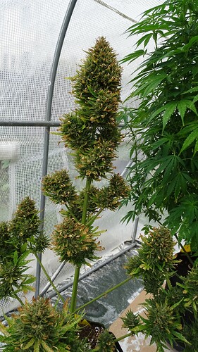 Growreport Bild 2