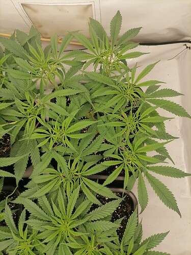 Growreport Bild 35