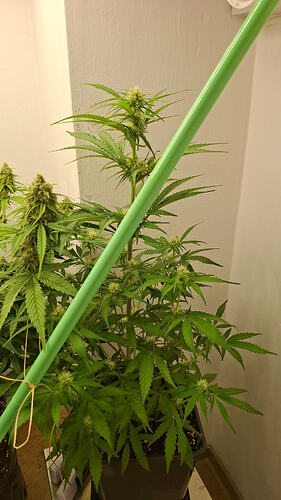 Growreport Bild 306