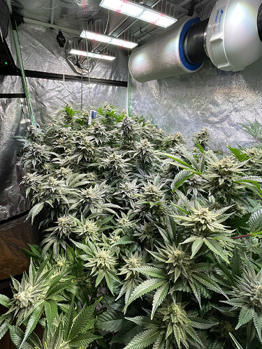 Growreport Bild 2