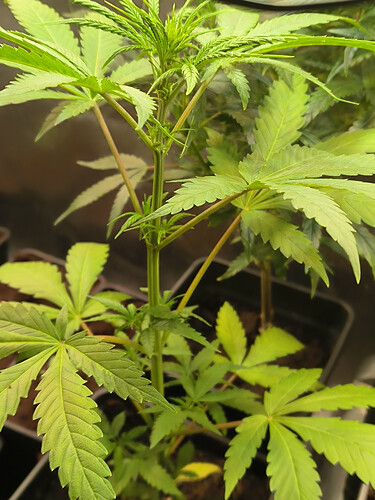 Growreport Bild 28