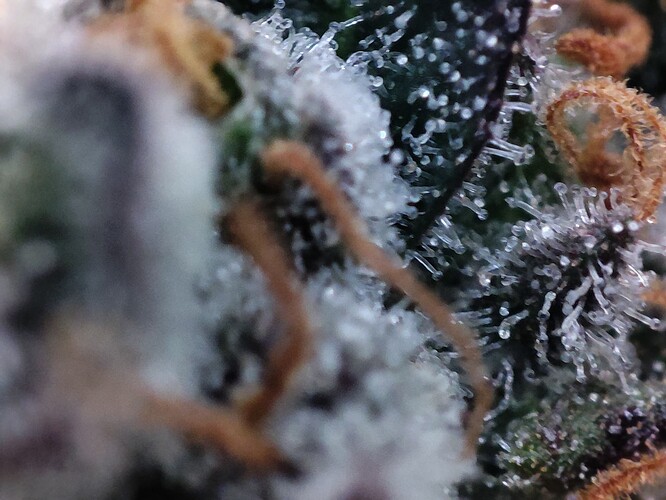 Growreport Bild 15