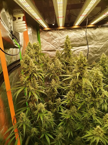 Mehrere blühende Cannabispflanzen unter LED-Wachstumslichtern in einer Growbox.