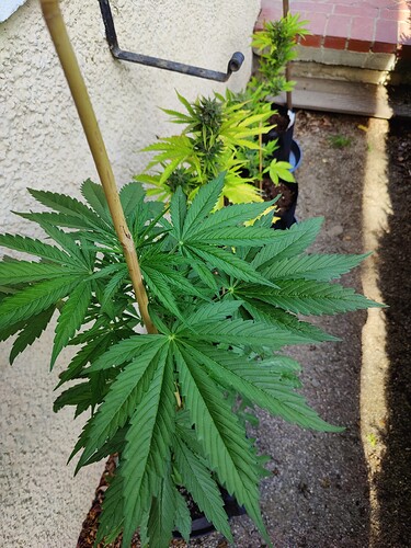 Growreport Bild 2