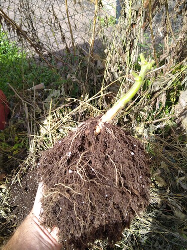 Growreport Bild 5