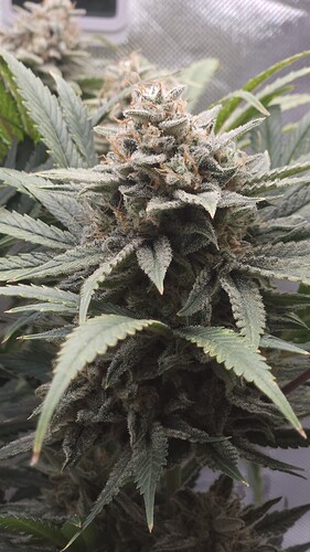 Growreport Bild 10