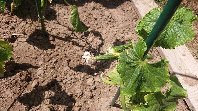 Growreport Bild 35
