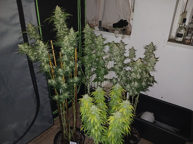 Growreport Bild 3