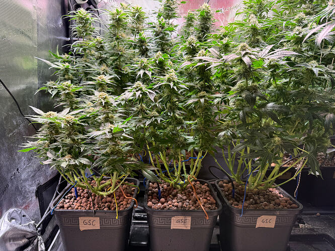 Growreport Bild 14
