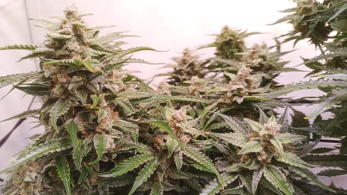 Growreport Bild 6