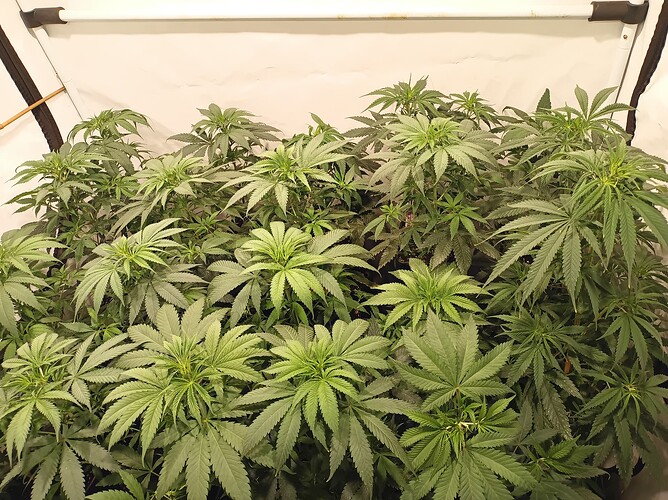 Growreport Bild 8