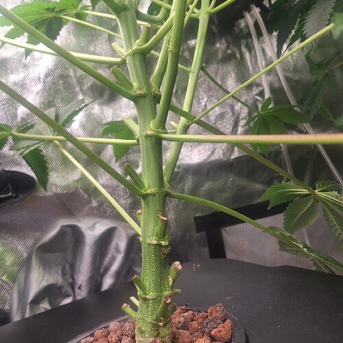 Nahaufnahme des Stammes einer jungen Cannabispflanze mit mehreren Verzweigungen und Ansätzen von Seitentrieben.