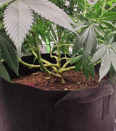 Growreport Bild 23