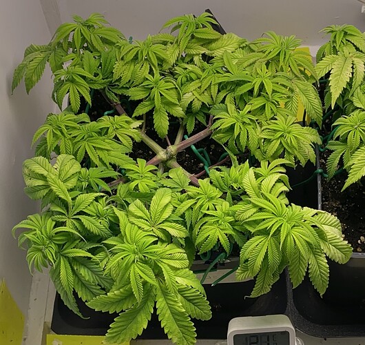 Growreport Bild 6