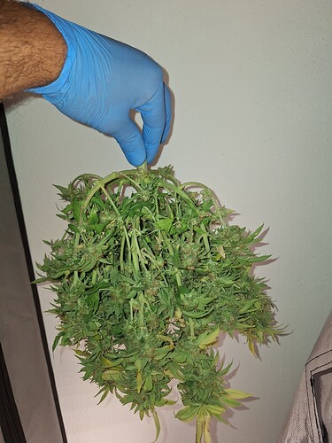 Growreport Bild 2
