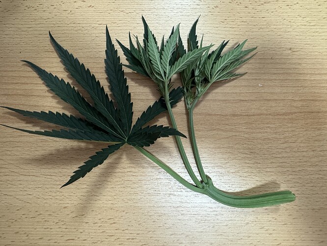 Growreport Bild 13
