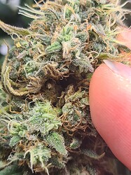 Growreport Bild 1