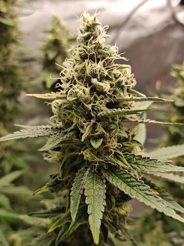 Growreport Bild 24