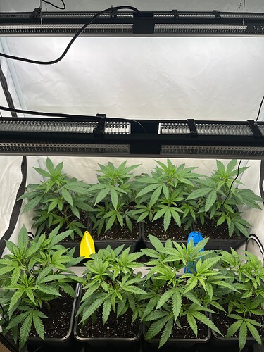 Growreport Bild 28