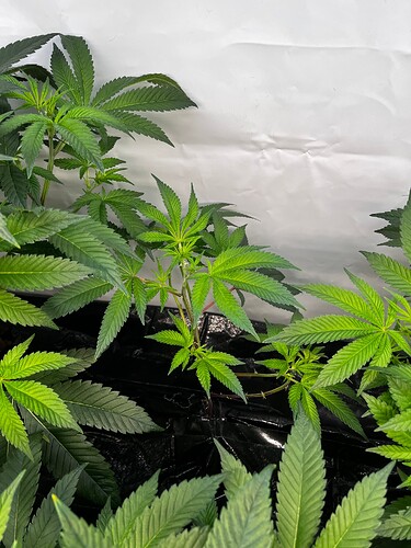 Growreport Bild 11