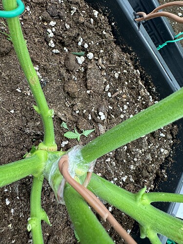 Growreport Bild 6