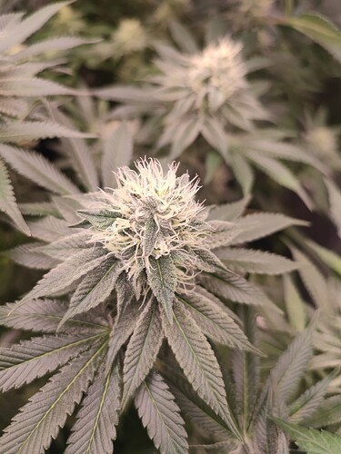 Growreport Bild 96