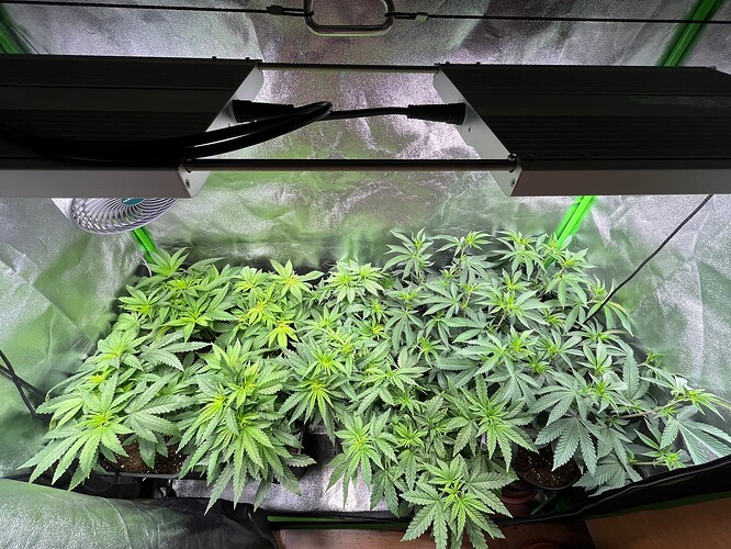 Growreport Bild 1