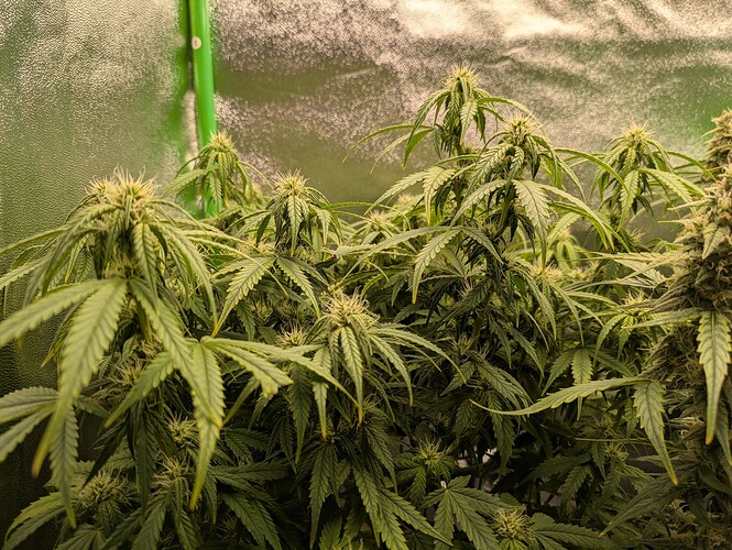 Growreport Bild 9