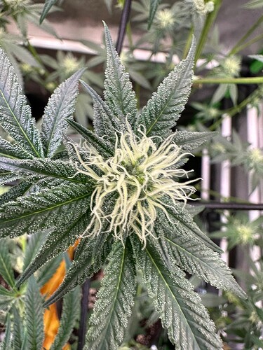 Growreport Bild 21