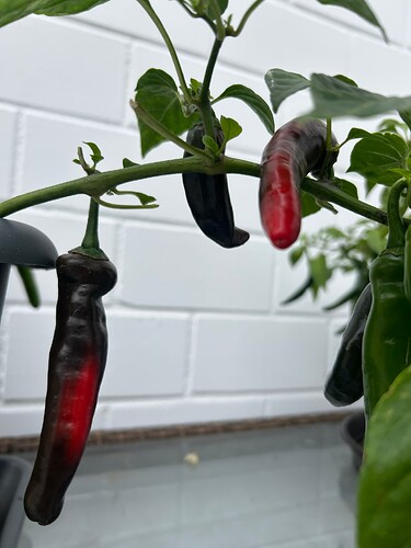 Growreport Bild 55